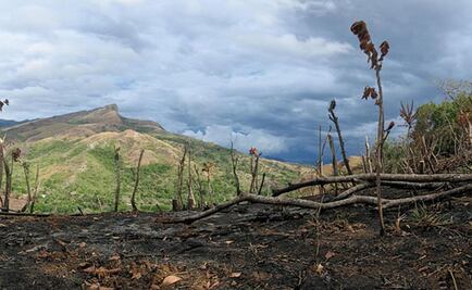Las matemáticas predicen una sexta extinción masiva para 2100