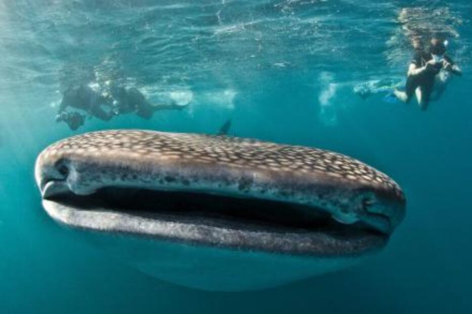 En Yum Balam limitarán la llegada de turistas