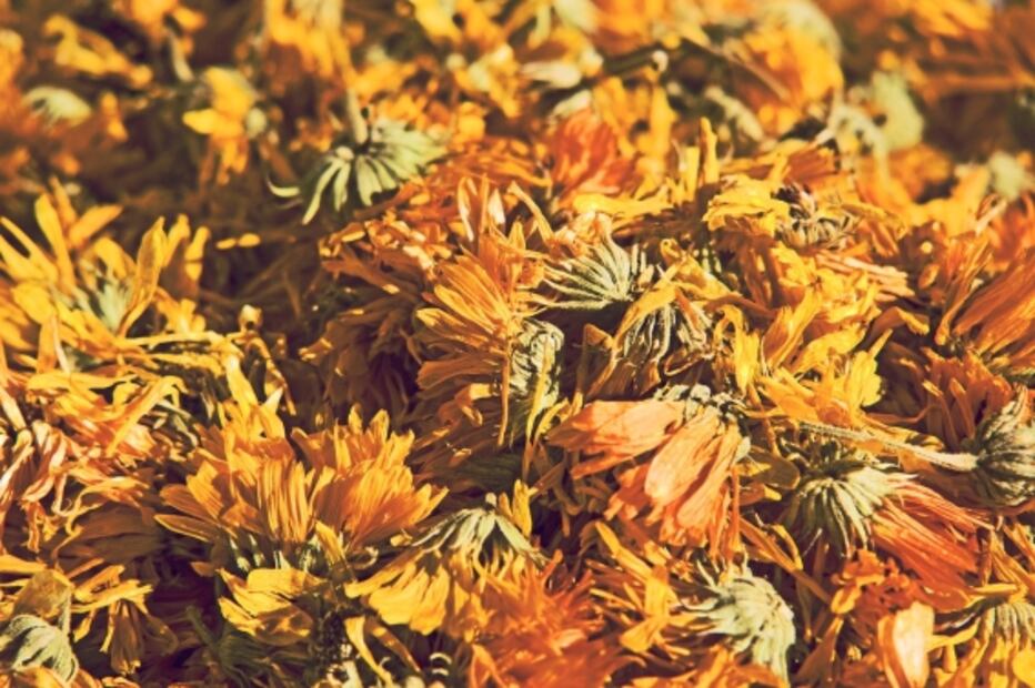 Descubre los beneficios que te da una infusión de diente de león