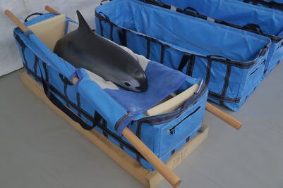 Pide Unesco reforzar protección a vaquita marina para evitar extinción 