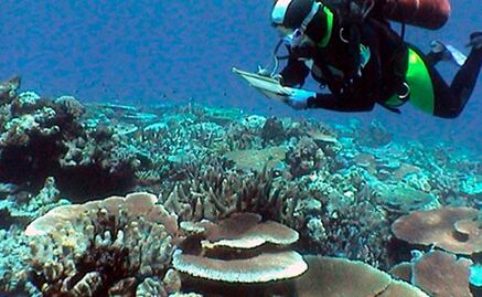 Polvo de carbón mata a los corales y reduce el crecimiento de los peces