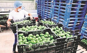 Suspensión de actividades de EU en Michoacán impacta exportaciones de aguacate. Foto: ARCHIVO EL UNIVERSAL