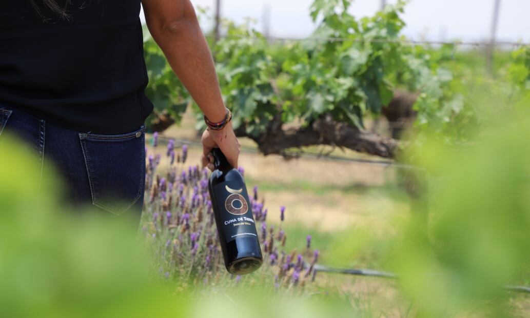 Vinicultura por el Valle de la Independencia. Foto: cortesía