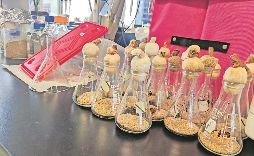En muestras de suelo submarino del Golfo de México se hallaron bacterias que degradan hidrocarburos. Foto: Consorcio de investigación del Golfo de México. 