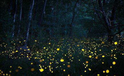 Si vas al Santuario de las Luciérnagas, NO hagas esto