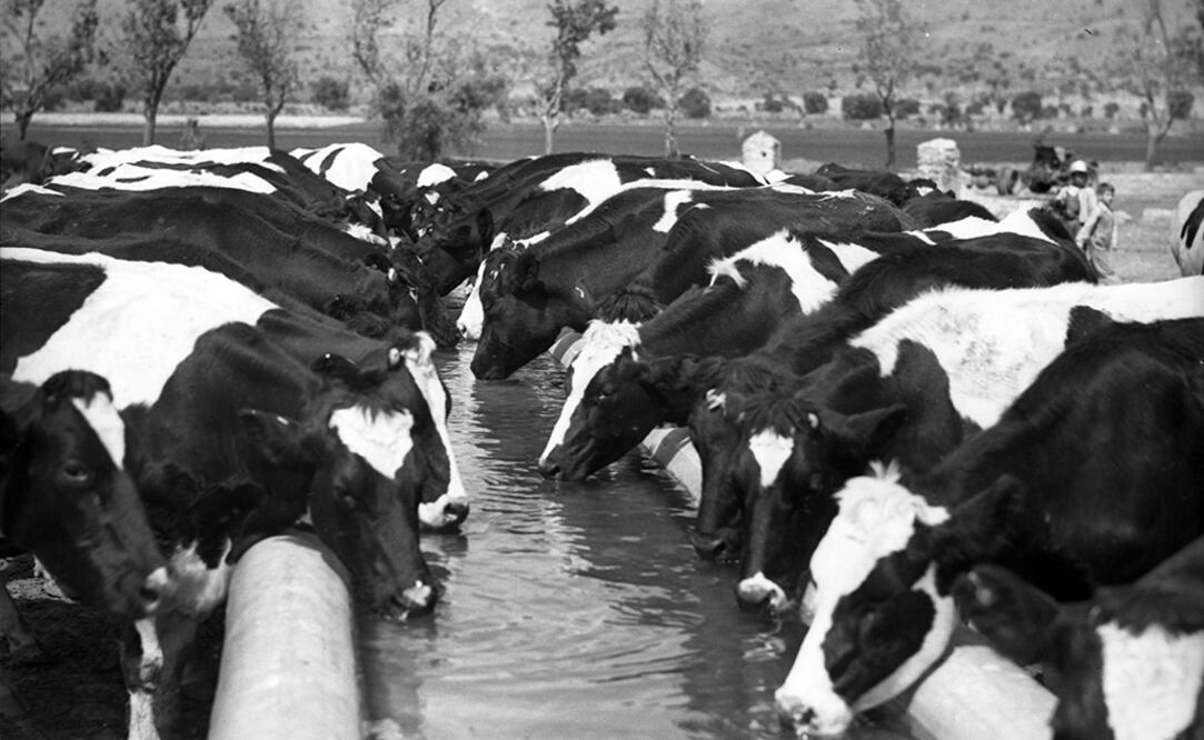Foto: Pineda Covalin y Santa Clara celebran 100 años de tradición