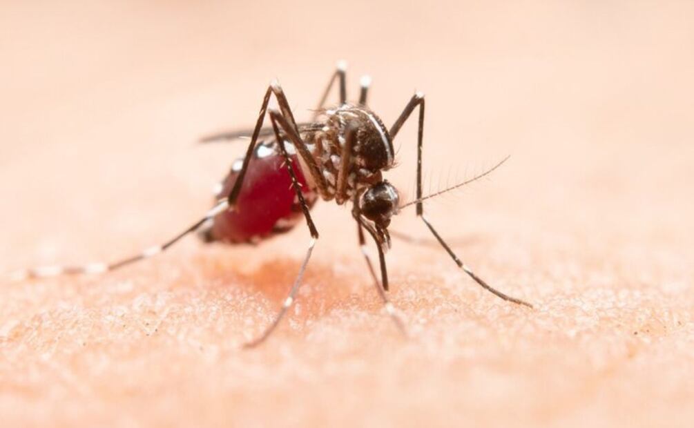 La incómoda presencia de los mosquitos. Fuente: Freepik.