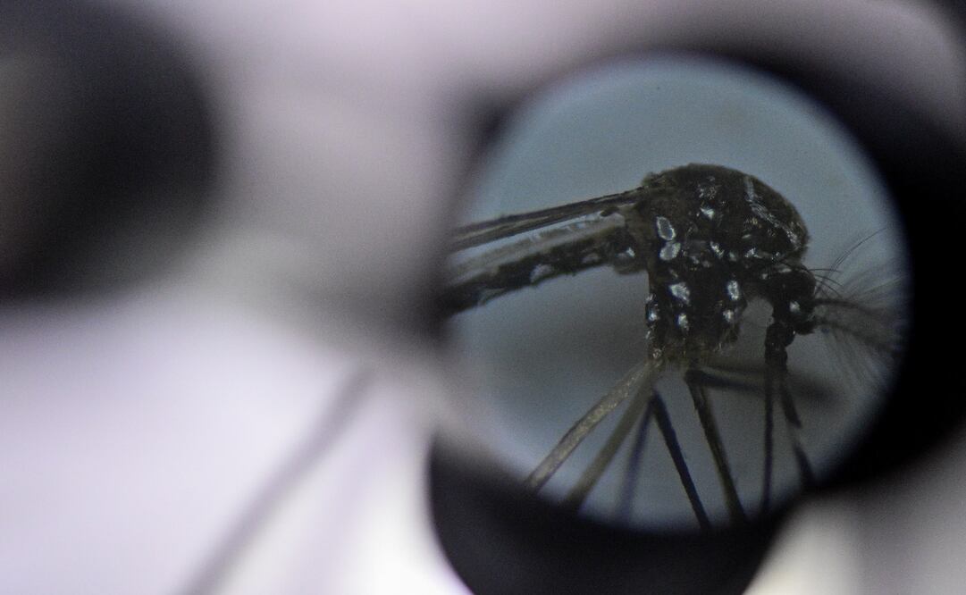 Foto: EFE/ Andre Borges