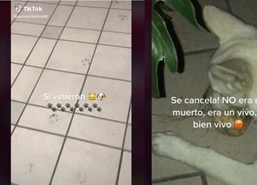 TikTok. ¡Qué vivo! Lomito se come la ofrenda dedicada a mascotas fallecidas