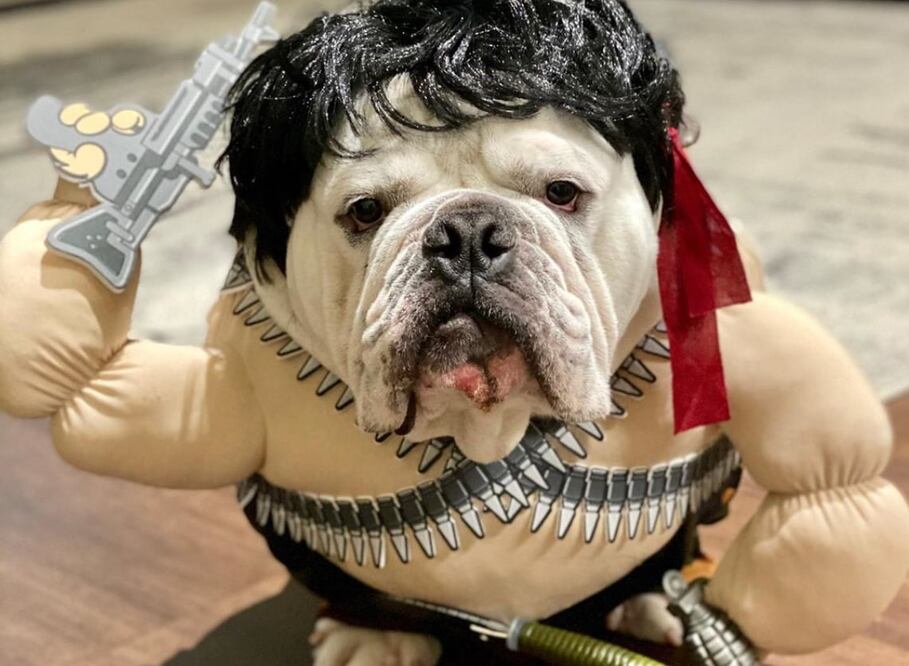 Que tu mascota no se quede sin disfraz este Halloween Foto: Instagram