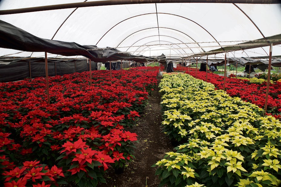 La familia Díaz Xolalpa comercializa 12 variedades de nochebuenas y en diferentes tamaños.
Fotos de Yaretzy M. Osnaya