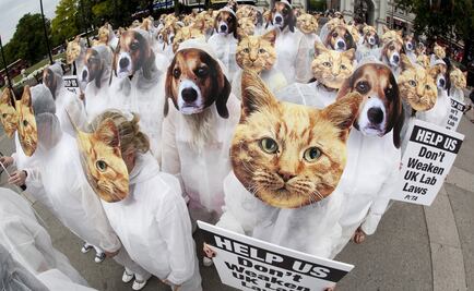 Piden cambiar refranes con animales para no discriminarlos