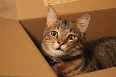 ¿Por qué a los gatos les encanta meterse en cajas de cartón? Conoce la razón