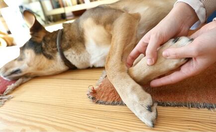 Hombre decapita a perro de mujer con la que compartía departamento en Arizona