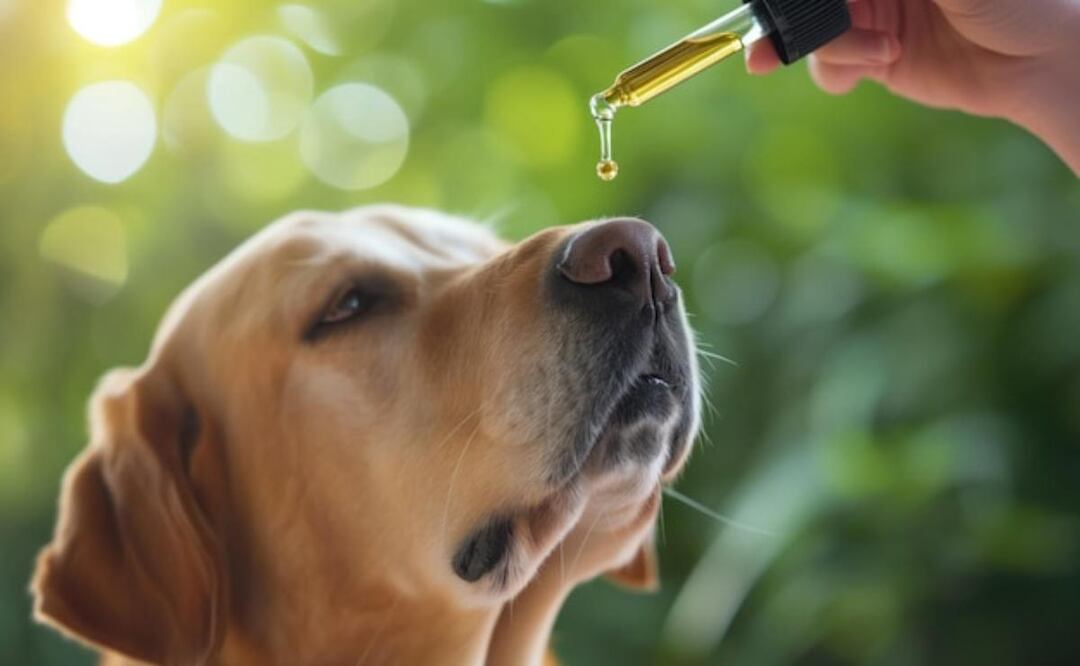 El aceite de oliva puede ser un excelente complemento en el cuidado de los perros. Fuente: Freepik.