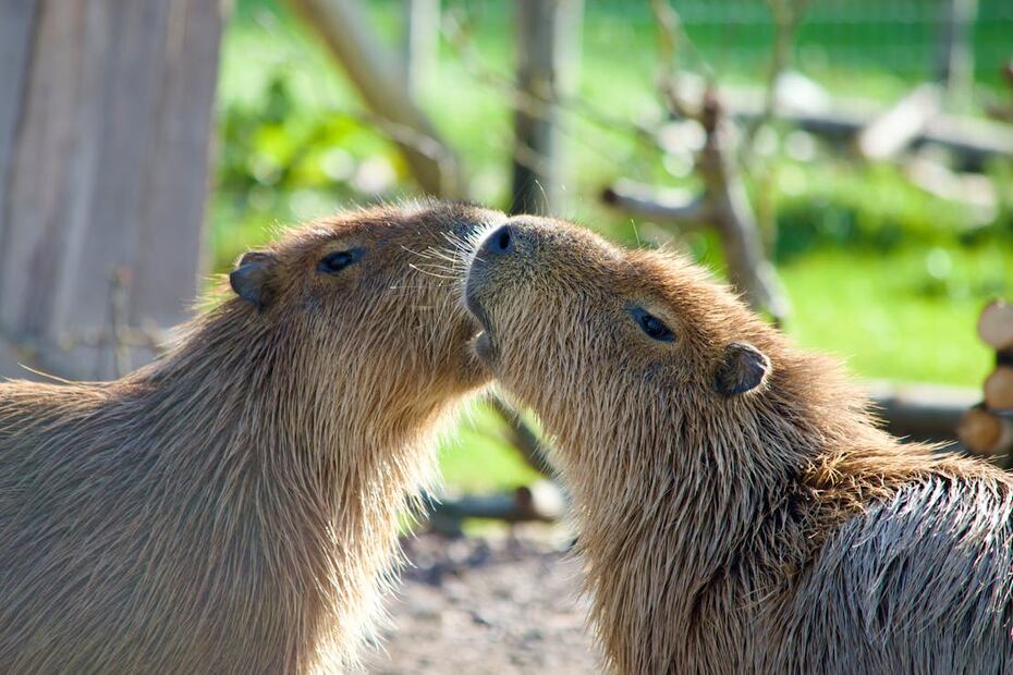 Los capibaras son animales muy sociables. Foto: Pexels