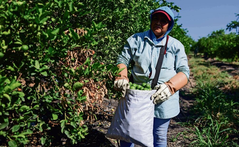 Teresa Rocha lleva un año como empacadora de limones, labor que desempeña de lunes a sábado. Dice que el despliegue de las fuerzas federales les ha devuelto la tranquilidad, pero hay incertidumbre respecto a que se retomen las extorsiones si los militares se van. Foto: Diego Simón Sánchez | El Universal