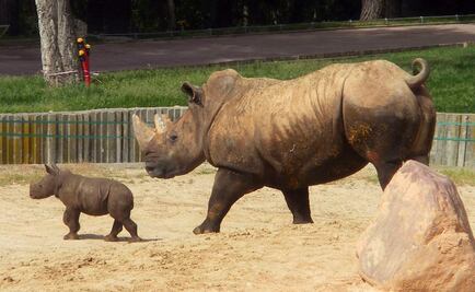 Fecundación "in vitro" para salvar al rinoceronte blanco