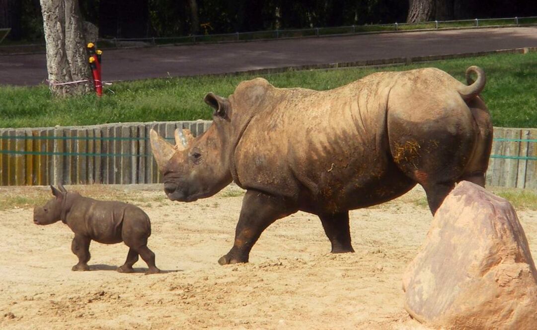Fecundación "in vitro" para salvar al rinoceronte blanco
