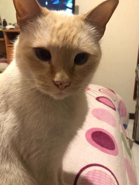 "Socks" o de dónde viene que hoy festejes a tu gato