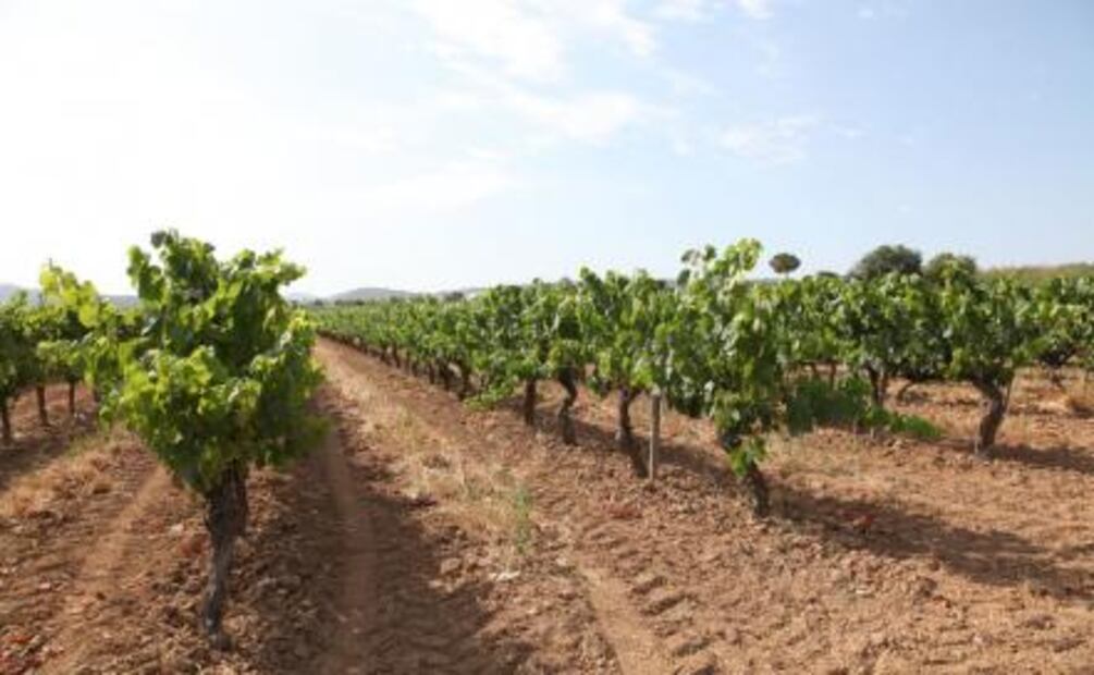 Los nuevos lenguajes del cava