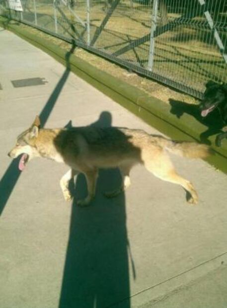 Lobo jugó con perros antes de ser asegurado en Aragón