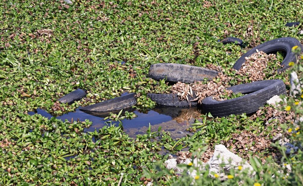 El lirio se debe extirpar de lleno de la
laguna, dijo el biólogo Carlos Sánchez de la UNAM. Foto: Carlos Mejía / EL UNIVERSAL