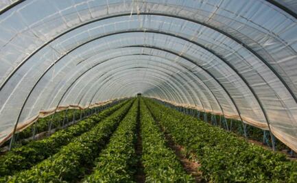 Invierten 1.5 mdd en invernaderos para encontrar más rendimiento en cultivos