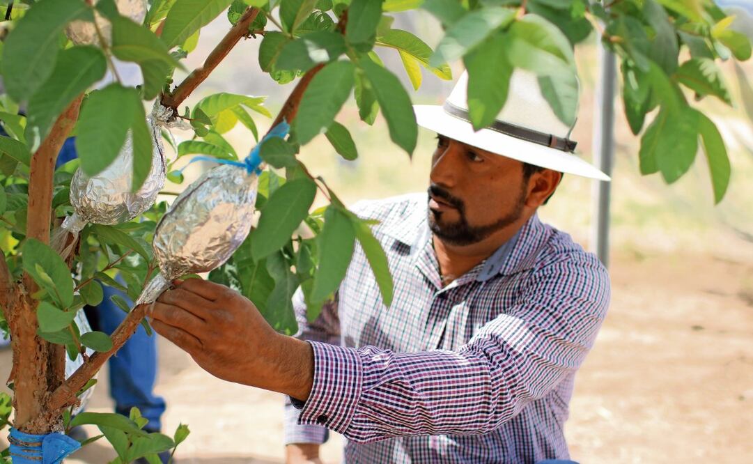 El profesor Gregorio Lucero Vega, de la Universidad Autónoma de Baja California Sur (UABCS), explicó que investiga con autoridades y productores el potencial del nopal y de la pitahaya, fruta que ya se exporta. Foto: Especial
