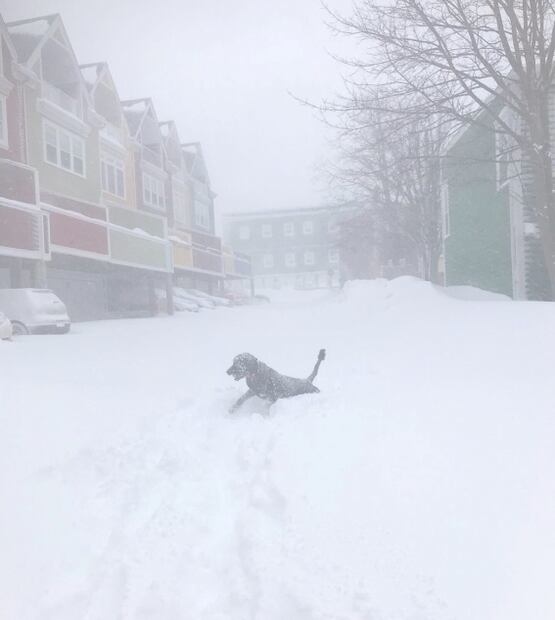 Nueva tormenta invernal deja hasta 70 centímetros de nieve en zonas de Canadá