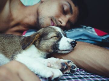 Pros y contras de dormir en la cama con mascotas, según expertos veterinarios
