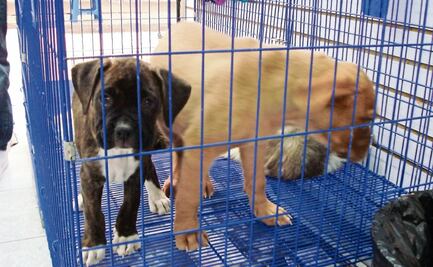 Multan hasta con 96 mil 220 pesos a quienes vendan animales en la vía pública en Edomex 