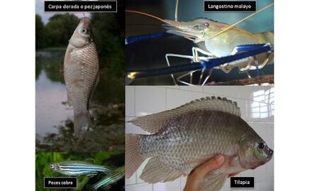 Sismo ocasiona el escape de especies acuáticas invasoras en Morelos 