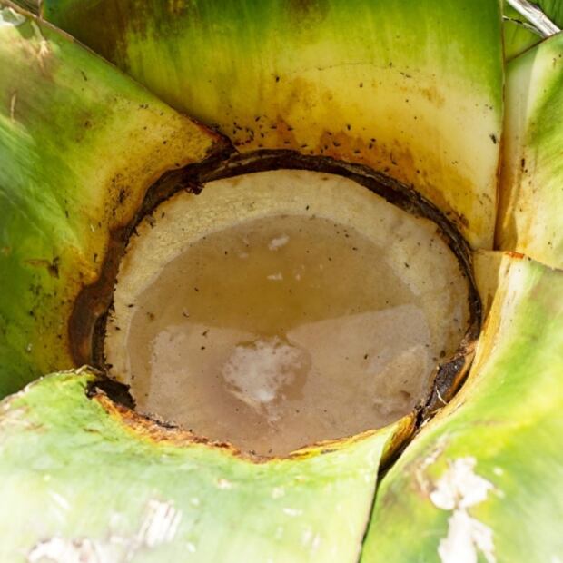 Visita la Feria de Pulque y Barbacoa de Huitzilac 