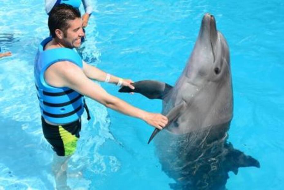 7 razones para no visitar un delfinario