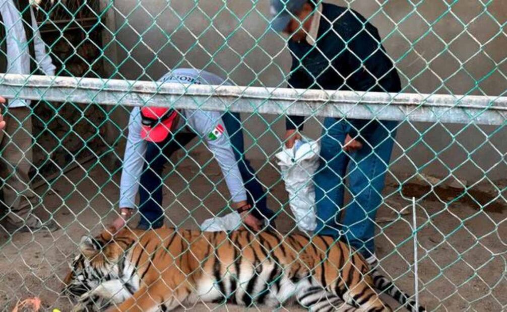 Aunque el ejemplar se encontraba enjaulado, autoridades confirmaron que se hallaba en buen estado. Foto: Profepa