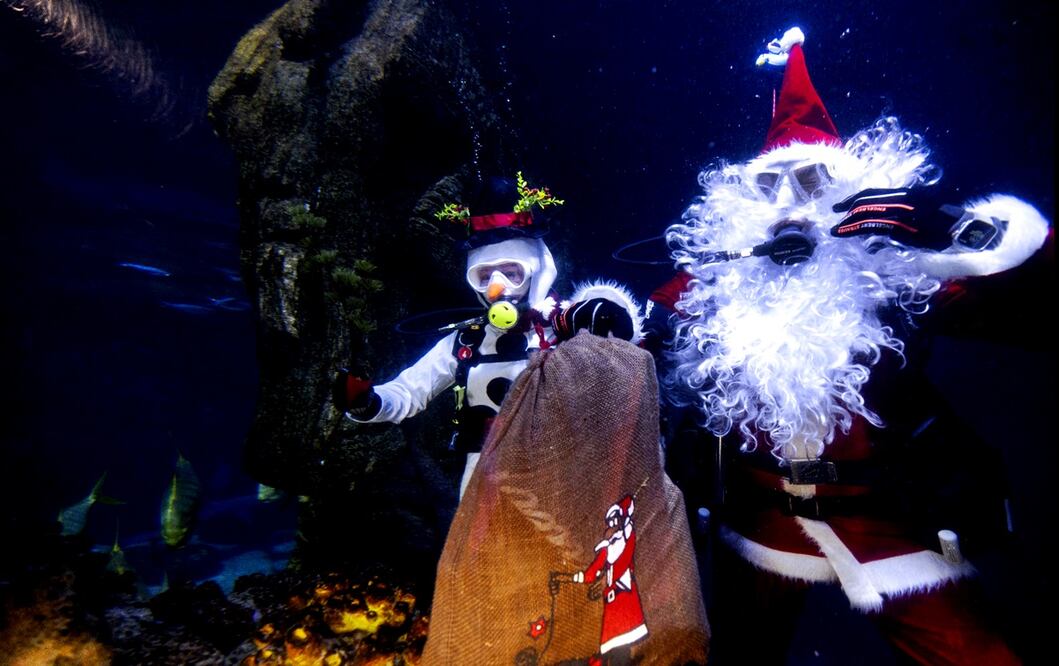 Buzos vestidos de Santa Claus y un muñeco de nieve nadan en una pecera durante un espectáculo en el acuario de Sea Life Múnich, Alemania. Foto: EFE