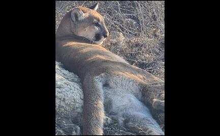 Capturan a puma devorando un borrego en Ixmiquilpan, Hidalgo
