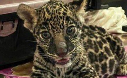 Profepa recupera a cachorro de jaguar a la venta en plaza de Oaxaca; locatario acreditó su pertenencia con factura falsa
