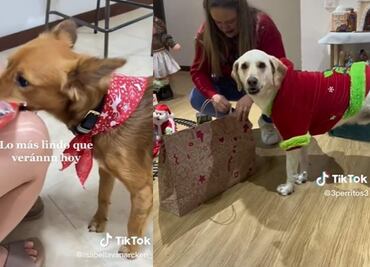 TikTok: Lo más tierno que verás hoy, lomitos abren sus regalos de Navidad