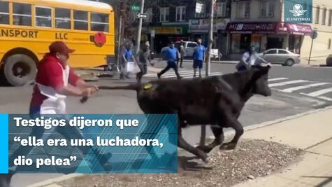 Vaca se escapa de matadero y genera pánico en calles de Nueva York