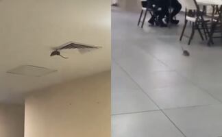 VIDEO Captan una rata dentro de hospital del IMSS en Ciudad Obregón, Sonora; es un hecho aislado, asegura instituto