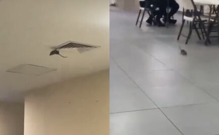 VIDEO Captan una rata dentro de hospital del IMSS en Ciudad Obregón, Sonora; es un hecho aislado, asegura instituto  