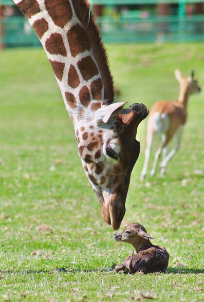 La moralidad de privar a los animales de su libertad es un tema de debate, a menudo visto como cruel. Foto Napoleón Fillat