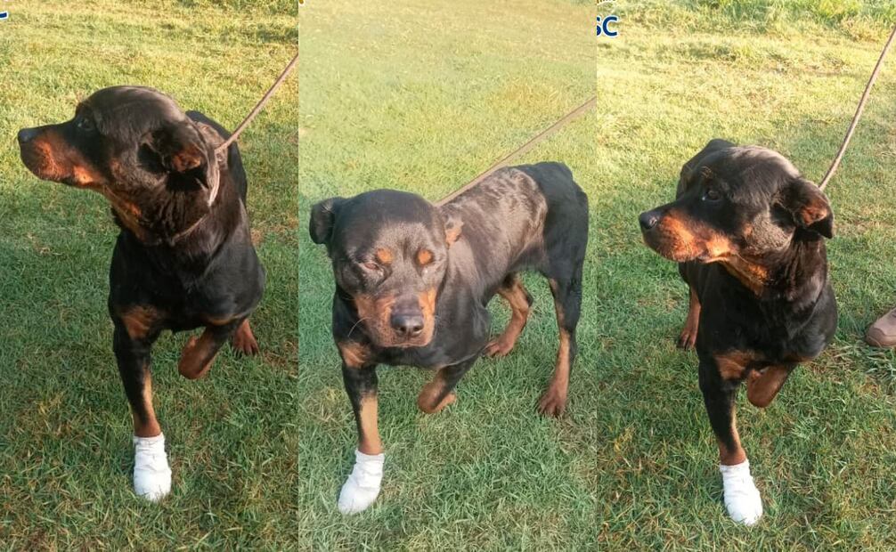 La SSC informó que la perrita recibirá los cuidados adecuados por su lesión.
Foto: Especial.