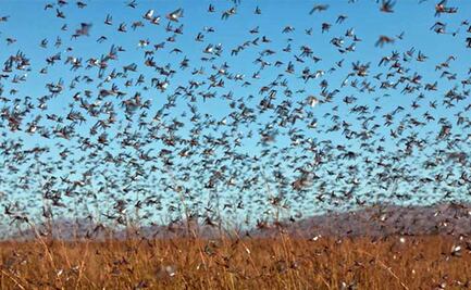 Grandes "manchas" de langosta amenazan cultivos en Yucatán