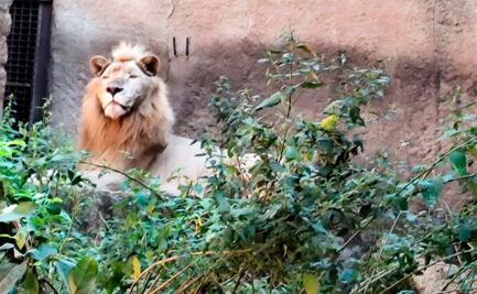 Usuarios denuncian malas condiciones en Zoológico Mismaloya; Profepa descarta maltrato
