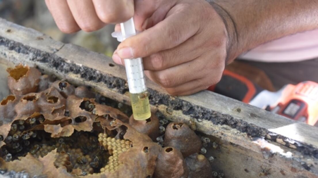 La abeja melipona, el insecto sagrado para los mayas