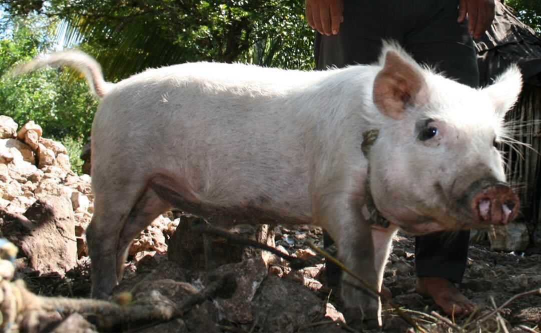 Foto: Archivo / EL UNIVERSAL