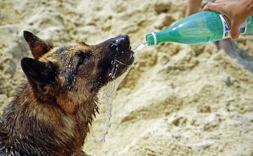 Los animales suelen vivir momentos complicados por el fuerte sol. Foto: Pixabay